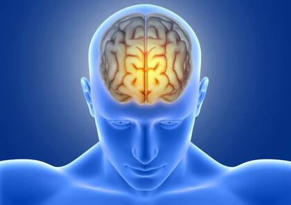 Los estudios del cerebro son fundamentales para poder extender su vida útil