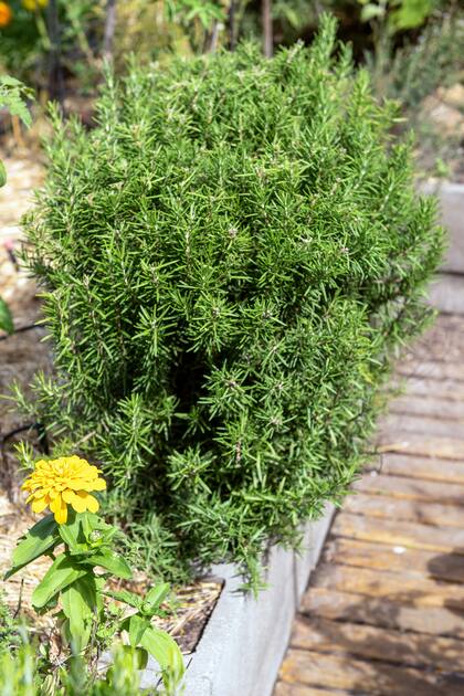 Los estudios etnobotánicos descubrieron interesantes patrones de utilización de las plantas aromáticas