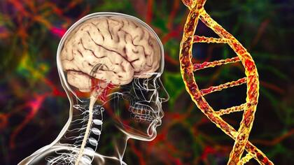 Los estudios sobre la influencia de los genes en el riesgo de alzhéimer lograron nuevos avances en 2022
