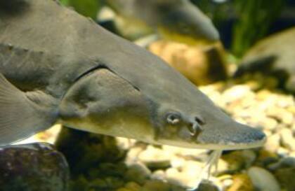 Los esturiones se encuentran en peligro de extinción debido a las cazas ilegales furtivas