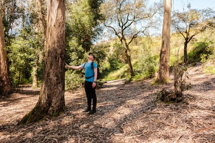 Los eucaliptos liberan sustancias que, al ser inhaladas, fortalecen el sistema inmune