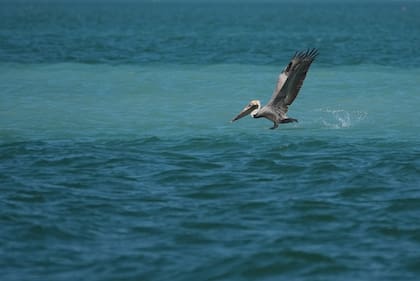Los Everglades de Florida estarán en riesgo si se aprueba un proyecto de ley, según activistas. (AP Foto/Rebecca Blackwell)