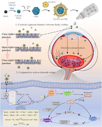 Los exosomas podrían alterar temporalmente las uniones estrechas de la barrera ocular, facilitando la administración del fármaco de una manera no invasiva
