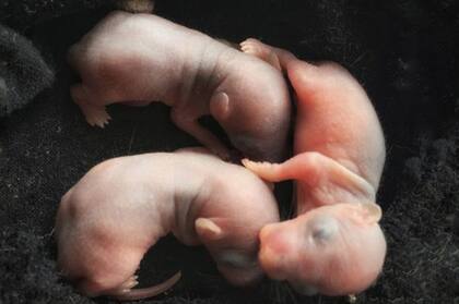 Los experimentos con células madres humanas implantadas en animales del equipo japonés se intentará primero en ratas y ratones.