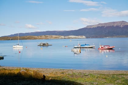 Los expertos advierten por la introducción de una especie exótica a los ecosistemas fueguinos