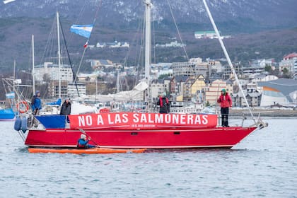 Los expertos advierten por la introducción de una especie exótica a los ecosistemas fueguinos