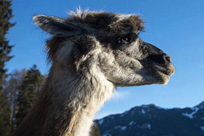 Los expertos advirtieron que los anticuerpos de llama son genéticamente muy distintos a los del ser humano, por lo que deberán realizarse muchos estudios