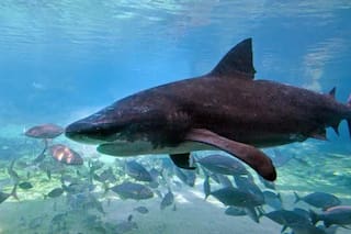 Cómo las playas del este de Australia se convirtieron en la tormenta perfecta para los tiburones