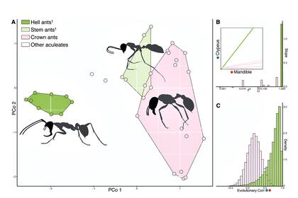 Los expertos analizaron la evolución de esta hormiga hasta las actuales.