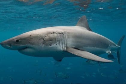 Los expertos aseguran que los ataques de tiburón no son frecuentes