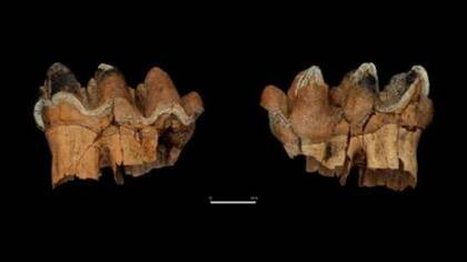 Los expertos de Chile y España encontraron los restos de gonfoterios cerca del lago Tagua-Tagua.