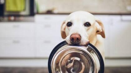 Los expertos desaconsejan proporcionar comida humana a los perros

Foto: iStock