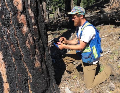Los expertos en dendrocronología utilizan un instrumento llamado barrenador de incremento, que permite estimar la edad del árbol sin necesidad de cortarlo