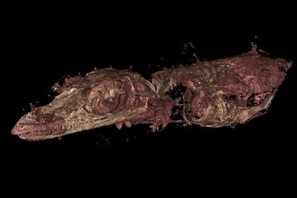 Los expertos explicaron que los fósiles conservados en ámbar se forman cuando un animal o una planta quedan atrapados en la resina pegajosa de una conífera. Con el paso del tiempo, esta resina se endurece y se convierte en ámbar alrededor de la materia orgánica, sellando el organismo lejos del oxígeno y las bacterias, y protegiéndolo de la descomposición y el desgaste ambiental