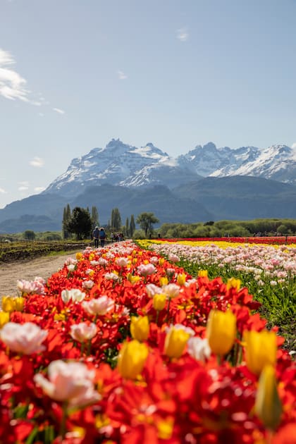 Los expertos holandeses valoran la calidad de producción que se dio en este valle chubutense.