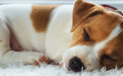Los expertos mencionan que al despertar a los perros durante una pesadilla, les enseña que moverse durante el sueño es incorrecto