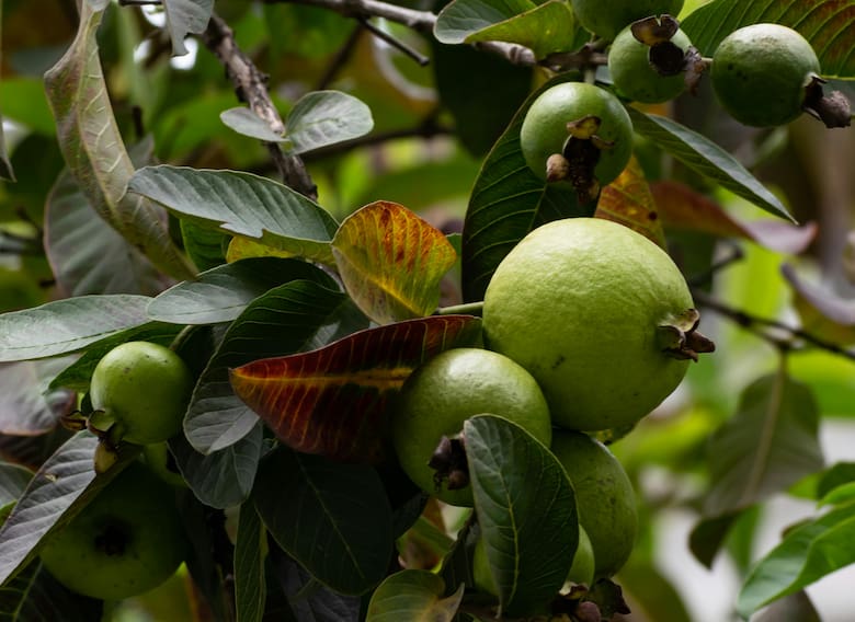 Guayaba