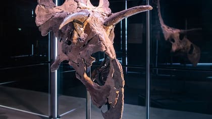 Los expertos reconstruyeron los huesos del cráneo fosilizado de Lokiceratops, que se exhiben en el Museo de la Evolución en Maribo, Dinamarca