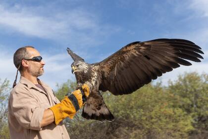 Los expertos señalan que quedan menos de 1000 águilas coronadas en el mundo 