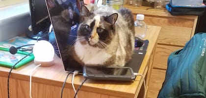 Los expertos señalan que si fuera solo por la temperatura los gatos se acurrucarían frente a un radiador