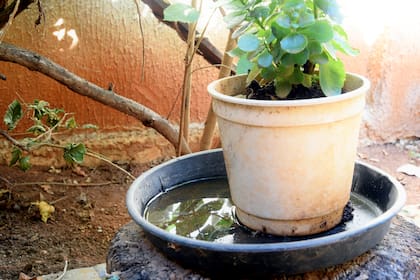 Los expertos y las autoridades sanitarias insisten en la prevención personal y doméstica para evitar la acumulación de agua