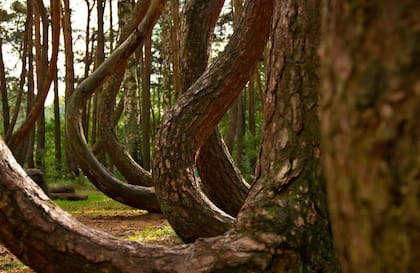 Los extraños árboles del bosque torcido en Polonia.