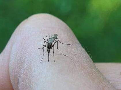 Los factores que atraen a los mosquitos varían según la especie