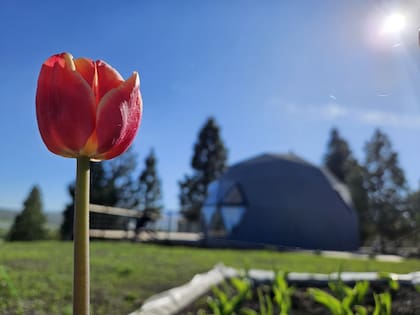 Los famosos tulipanes de Trevelin son parte del paisaje del glamping.