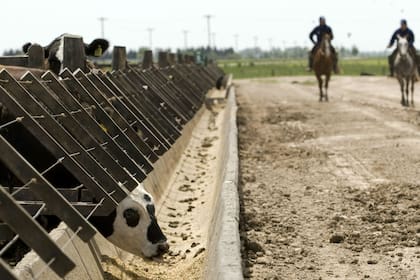 Los feedlots demandan 5 millones de toneladas del cereal