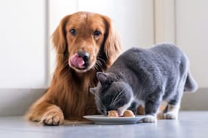 Qué pasa si un gato come comida de perros