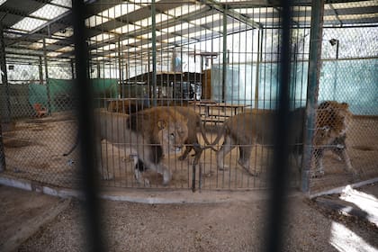 Los felinos del zoológico de Luján podrían viajar a la India