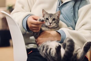 Cómo eligen los gatos a su humano preferido