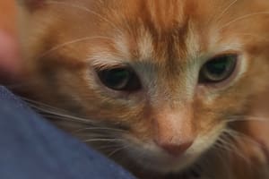 Las tristes señales que dan los gatos antes de morir
