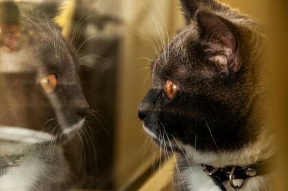 Los felinos odian el aislamiento, sienten que fueron abandonados