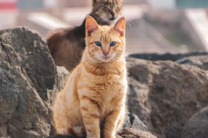 Los felinos tiene una alta capacidad auditiva (Foto Pexels)