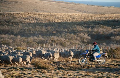 Los Fenton fueron pioneros en el arreo de ovejas con moto.