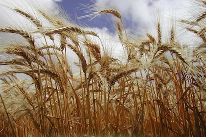 Los fertilizantes nitrogenados son provistos principalmente por países productores de combustibles, entre los que se destacan Egipto, Estados Unidos, Nigeria, las naciones del Golfo Pérsico, Rusia y Bolivia