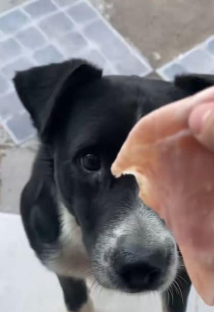 Los fiambres, la perdición de Buddys (Foto: @deligocafe)