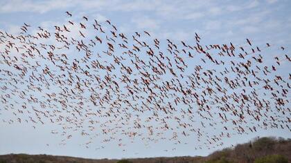 Los flamencos se mantienen en aguas poco profundas y solo vuelan cuando migran, buscan otra zona para comer o se sienten amenazados (Foto: Róbinson Galindo - Parques Nacionales Naturales)