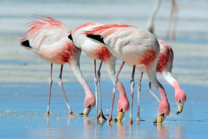 Los flamencos son aves filtradoras y le deben su color rosado a la artemia salina, un crustáceo que solo habita en aguas muy saladas
