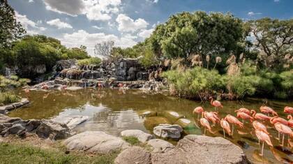 Los flamencos son una de las mejores bienvenidas a Temaikèn, un paseo para toda la familia.