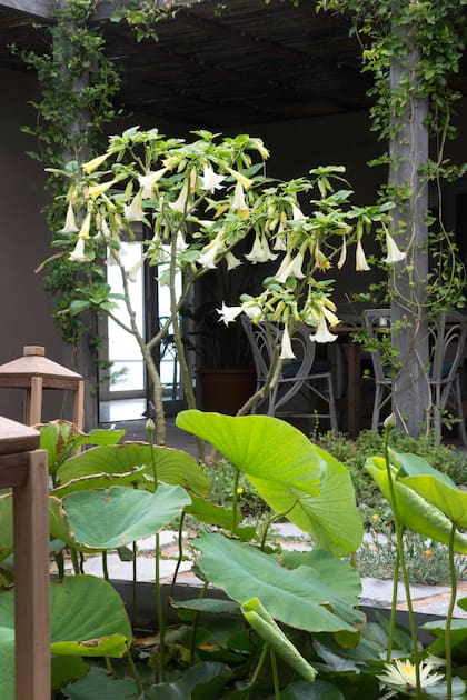 Los floripondios inundan el aire con el perfume de sus flores