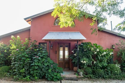 Los floripondios necesitan espacios amplios, ya que son arbustos