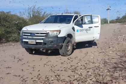 Los focos fueron controlados por el Senasa