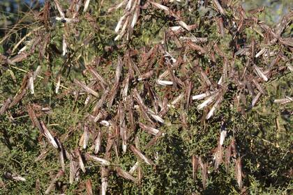 Los focos fueron controlados por el Senasa