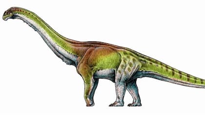 Los fósiles del 'Patagotitan mayorum' fueron encontrados desde finales de 2012 en la región de la Patagonia de Argentina