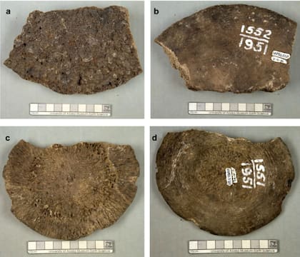 Los fósiles habían sido catalogados erróneamente (Foto: UAF)