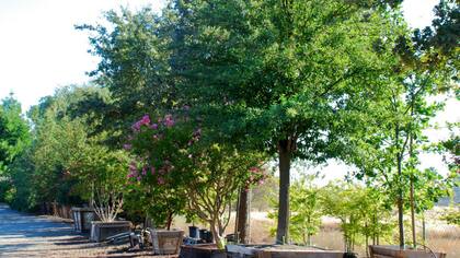 Los fresnos en EE.UU. están siendo atacados por un insecto
