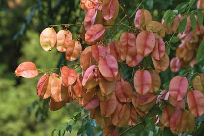 Los frutos de Koelreuteria paniculata, un árbol apto para plantar cerca de las construcciones, lucen como farolitos colgantes.