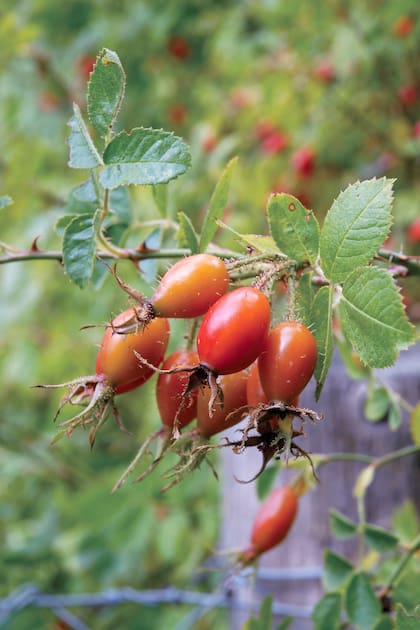Los frutos de la rosa mosqueta tienen un sabor que recuerda al hibiscus, pero más profundo